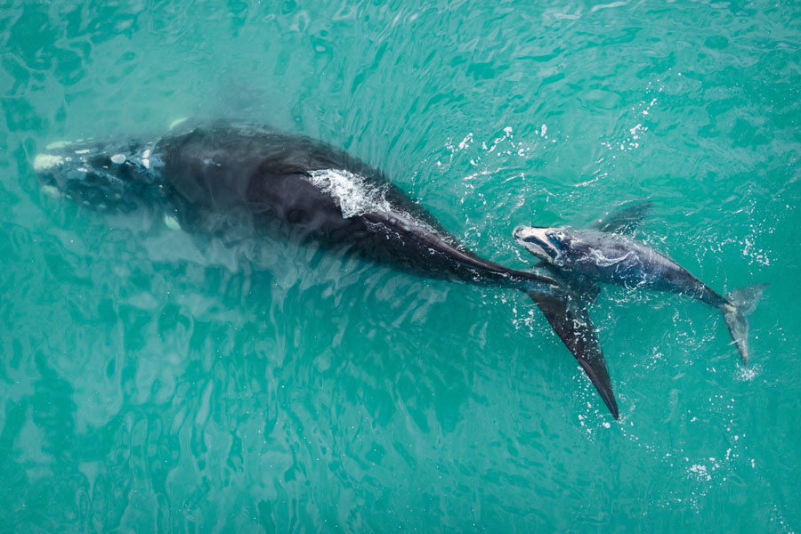 Birkenhead-House_Whales_1-scaled